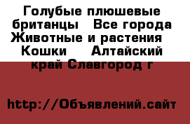 Голубые плюшевые британцы - Все города Животные и растения » Кошки   . Алтайский край,Славгород г.